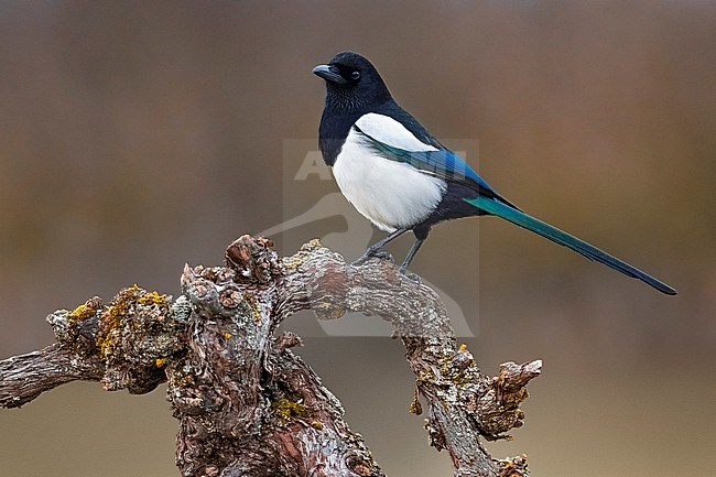 Eurasian Magpie ( Pica pica) perched on the ground stock-image by Agami/Daniele Occhiato,
