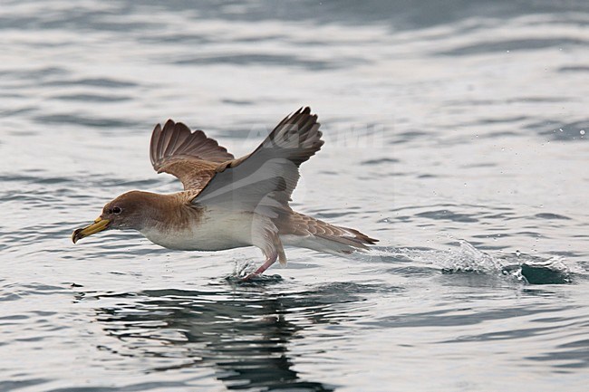 Scopoli\'s Pijlstormvogel in de vlucht; Scopoli\'s Shearwater in flight stock-image by Agami/Daniele Occhiato,