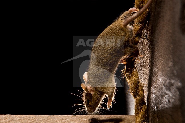 Huismuis op een touw; House Mouse on a rope stock-image by Agami/Theo Douma,
