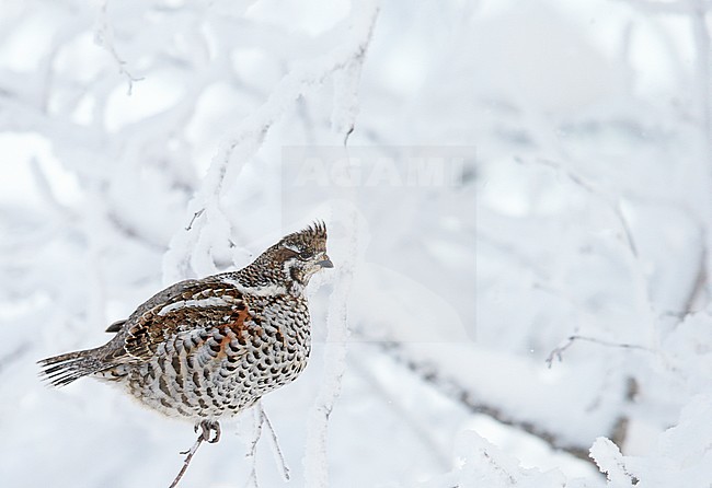 Hazelhoen foeragerend in de sneeuw, Hazel Grouse foraging in the snow stock-image by Agami/Markus Varesvuo,