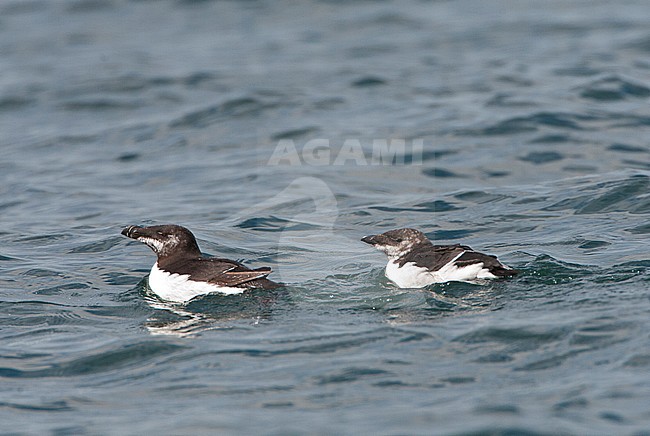 Volwassen Alk met jong op weg naar open water; Adult Razorbill with juvenile heading for open water stock-image by Agami/Marc Guyt,