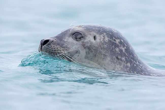 Harbour Seal (Phoca vitulina), close-up of an adult, Southern region, Iceland stock-image by Agami/Saverio Gatto,