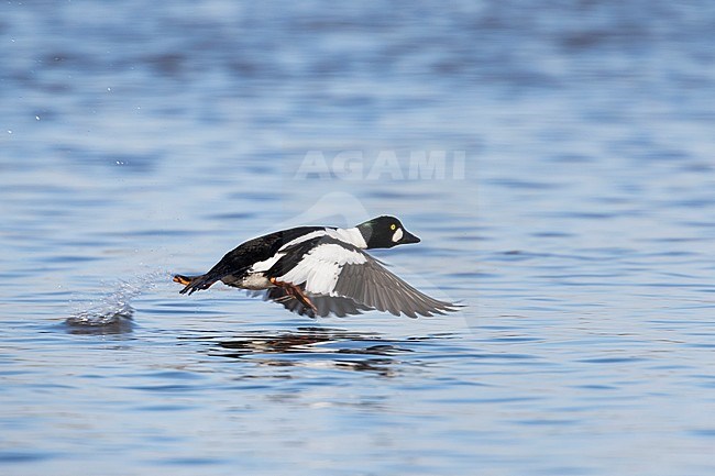 Common Goldeneye, Brilduiker, Bucephala clangula ssp. clangula, France, adult male stock-image by Agami/Ralph Martin,