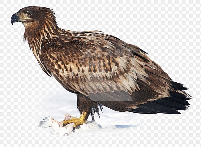 White-tailed Eagle immature perched in snow with prey stock-image by Agami/Markus Varesvuo,