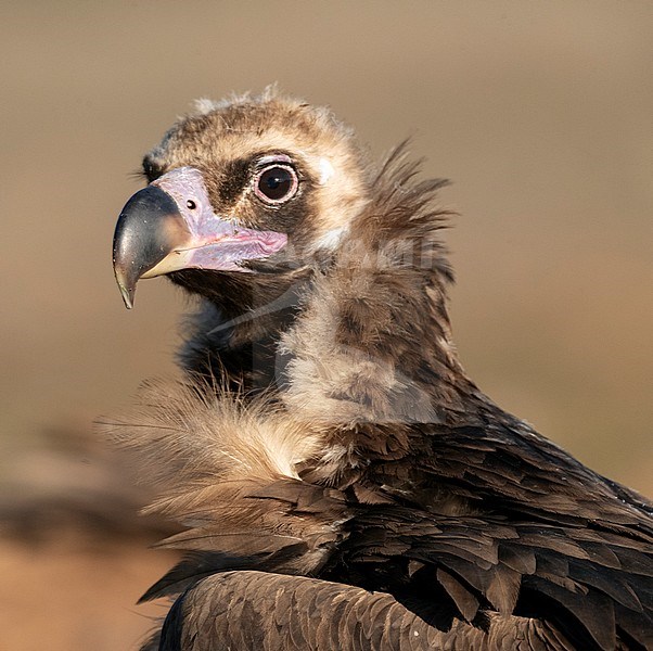 Vertical portrait of an adult Cinereous Vulture (Aegypius monachus) in rual area of central Spain. Bird looking alert for possible danger. stock-image by Agami/Marc Guyt,