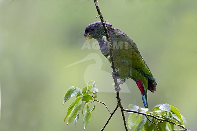 Maximiliaanmargrietje, Scaly-headed Parrot stock-image by Agami/Dubi Shapiro,