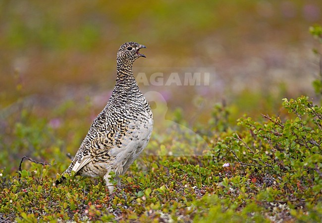 Alpensneeuwhoen in broedgebied; Rock Ptarmigan at breedingsite stock-image by Agami/Markus Varesvuo,