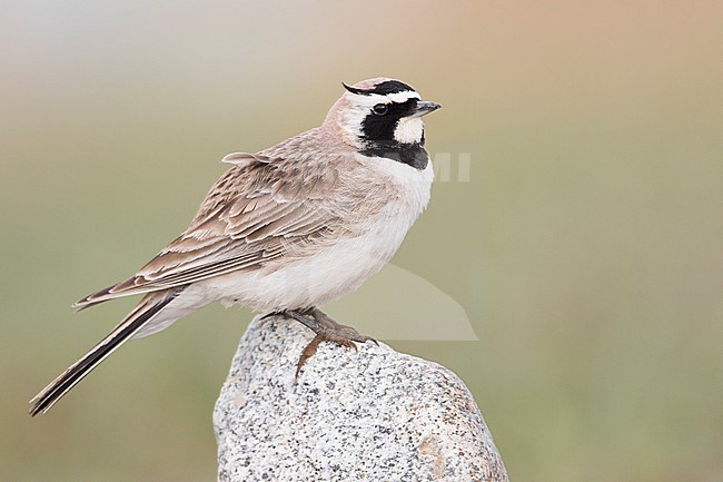 Adult Steppe Horned Lark (Eremophila alpestris brandtii) in breeding plumage, standing on the ground in steppes of Kyrgyzstan. Perched on a rock. stock-image by Agami/Ralph Martin,