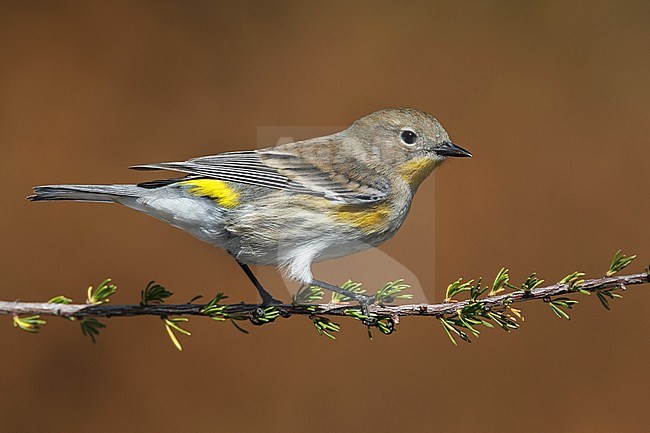 Adult non-breeding
Los Angeles Co., CA
October 2012 stock-image by Agami/Brian E Small,