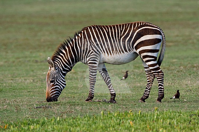 Kaapse Bergzebra; Cape Mountain Zebra stock-image by Agami/Marc Guyt,