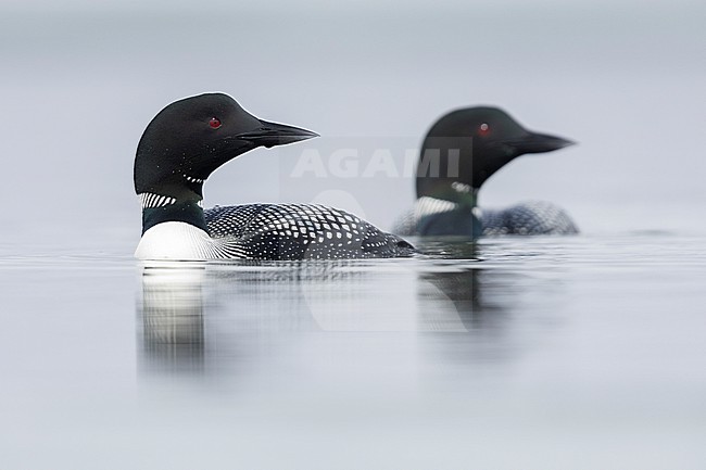 Great Northern Loon (Gavia immer), a pair swimming in the water, Northeastern Region, Iceland stock-image by Agami/Saverio Gatto,
