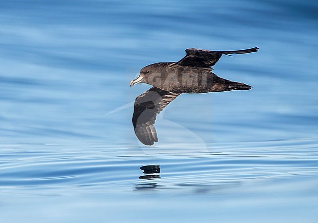 Westland Petrel (Procellaria westlandica) at sea in southern pacific ocean off Kaikoura in New Zealand. Gliding low over the sea surface. stock-image by Agami/Marc Guyt,