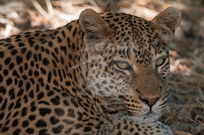 Close up portrait of a leopard, Panthera pardus, resting. Khwai Concession Area, Okavango Delta, Botswana. stock-image by Agami/Sergio Pitamitz,