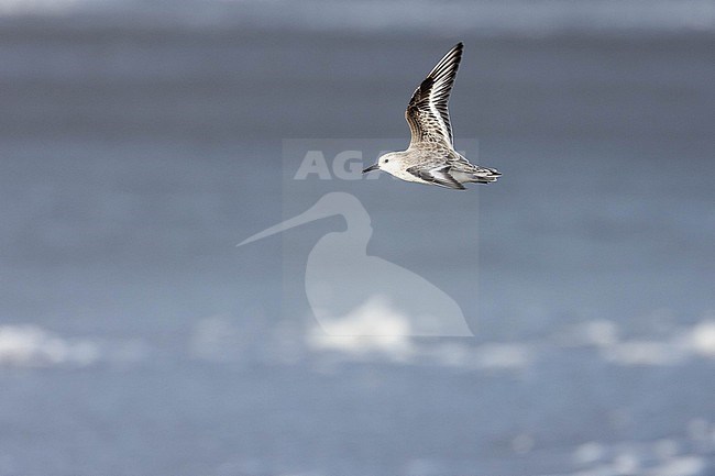  stock-image by Agami/Menno van Duijn,