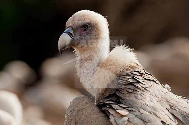 Vale Gier close-up; Griffon Vulture close up stock-image by Agami/Arnold Meijer,