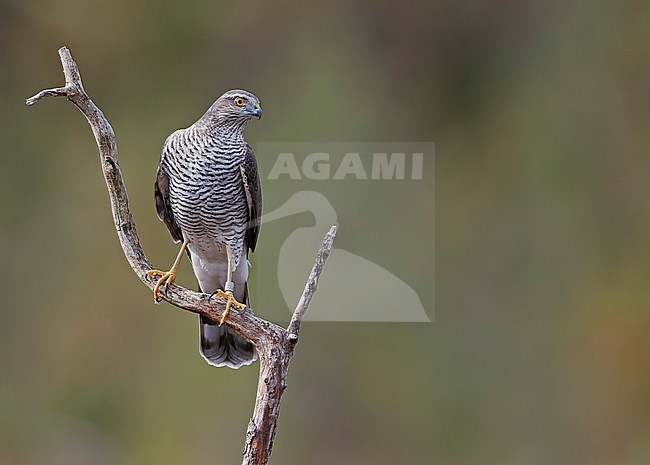Sparrow Hawk adult female (Accipiter nisus) Norway October 2019 stock-image by Agami/Markus Varesvuo,
