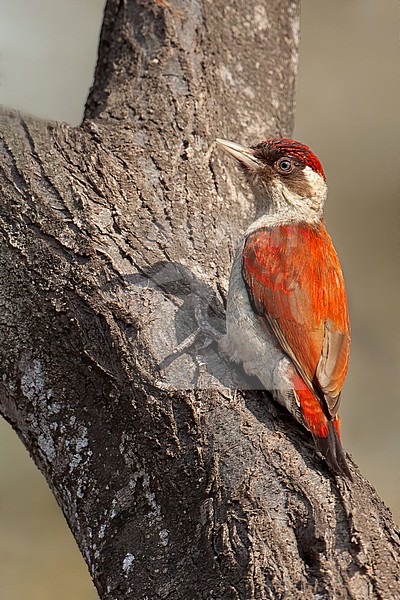 Birds of Peru, the Scarlet-backed Woodpecker stock-image by Agami/Dubi Shapiro,