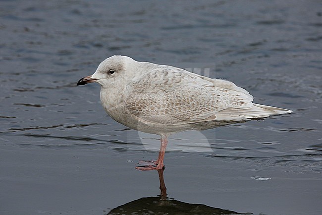 Kumliens Meeuw, Kumlien's Gull, Larus glaucoides kumlieni stock-image by Agami/Chris van Rijswijk,
