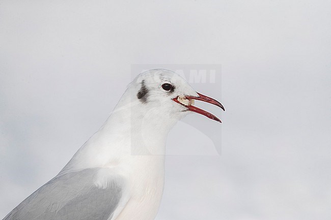 Wintering Common Black-headed Gull (Croicocephalus ridibundus) in Kawijk, Netherlands. Adult in winter plumage standing on snow. stock-image by Agami/Marc Guyt,