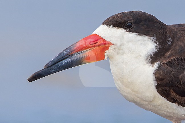 Black Skimmer (Rynchops niger) resting by the water edge in El Salvador stock-image by Agami/Dubi Shapiro,