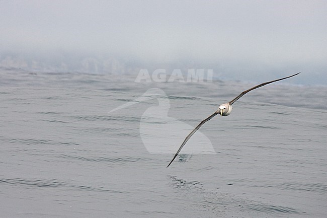 Salvins Albatros; Salvin's Albatross; Thalassarche salvini stock-image by Agami/Martijn Verdoes,