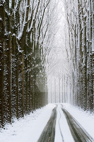 dordtse biesbosch,de elzen,polder de biesbosch,sneeuw,winter, stock-image by Agami/Hans Gebuis,