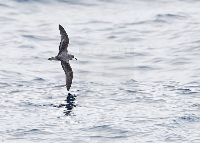 Soft-plumaged Petrel, Pterodroma mollis, in flight over the ocean south of New Zealand. stock-image by Agami/Marc Guyt,