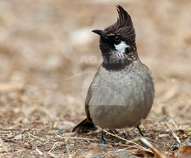 Himalayan Bulbul (Pycnonotus leucogenys), also known as White-cheeked Bulbul, in foothills of the Himalayas. Standing on the ground. stock-image by Agami/Marc Guyt,