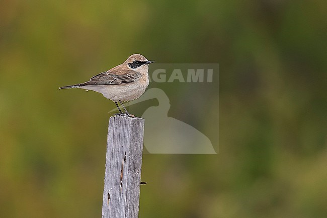Male Eastern Black-eared Wheatear (Oenanthe melanoleuca) perched on a stick in Paralimni, Cyprus. stock-image by Agami/Vincent Legrand,