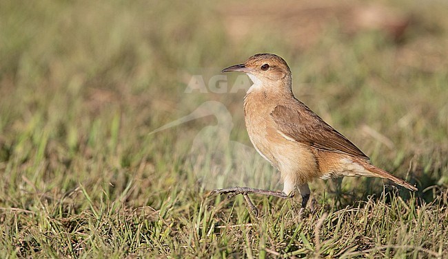 Rufous Hornero (Furnarius rufus) walking in a meadow near Intervales in Brazil stock-image by Agami/Ian Davies,