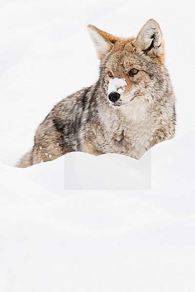 Prairiewolf staand in sneeuw; Coyote standing in snow stock-image by Agami/Caroline Piek,