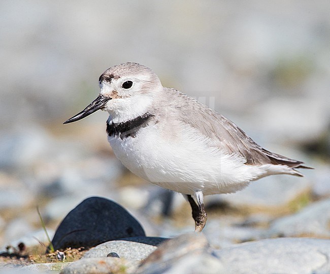 Adult Wrybill (Anarhynchus frontalis) standing in a river bed with stones on South island, New Zealand. stock-image by Agami/Marc Guyt,