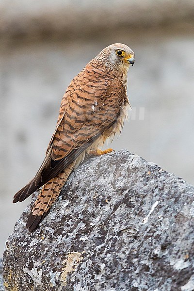 Lesser Kestrel (Falco naumanni), adult female perched on a rock in Matera stock-image by Agami/Saverio Gatto,