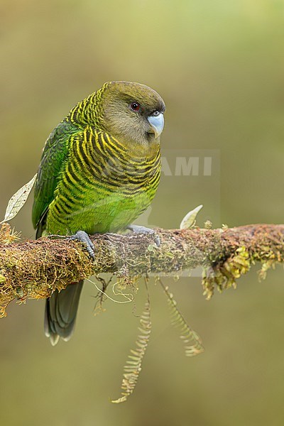 Brehm's Tiger-Parrot (Psittacella brehmii) Perched on a branch in Papua New Guinea stock-image by Agami/Dubi Shapiro,