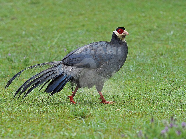 Tibetan Eared Pheasant (Crossoptilon harmani), also called Elwes' Eared Pheasant, walking around Xiongse Monastery in Tibet, China. stock-image by Agami/James Eaton,