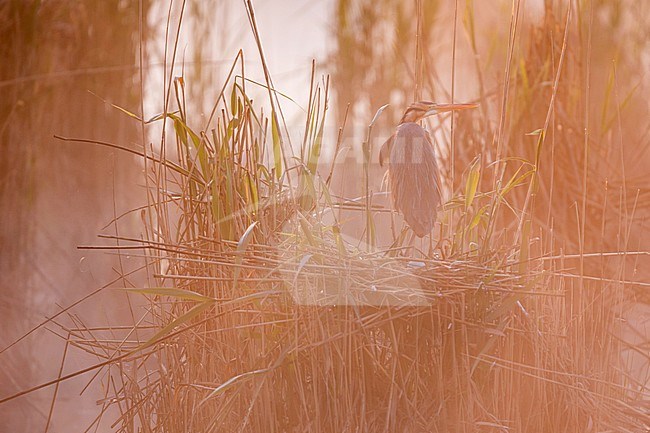 Adult Purple Heron (Ardea purpurea purpurea) in a breeding colony at its nest in Germany (Baden-Württemberg). stock-image by Agami/Ralph Martin,