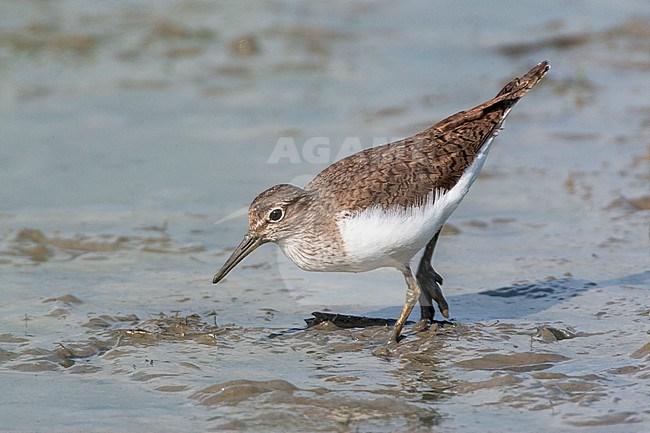 Common Sandpiper (Actitis hypoleucos) in the Netherlands. Foraging on mudflat in the Oostvaardersplassen. stock-image by Agami/Marc Guyt,