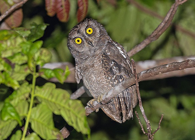 Biak Scops Owl (Otus beccarii) in West Papua, Indonesia. stock-image by Agami/Pete Morris,