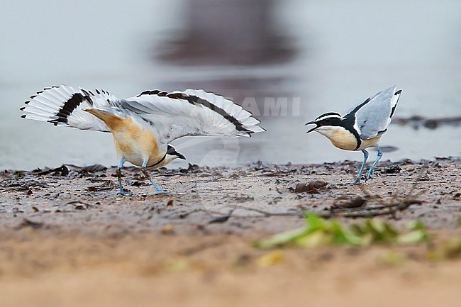 Displaying pair of Egyptian Plovers (Pluvianus aegyptius) on a riverbank of a river in Ghana. Also known as the Crocodile Bird. stock-image by Agami/Dubi Shapiro,