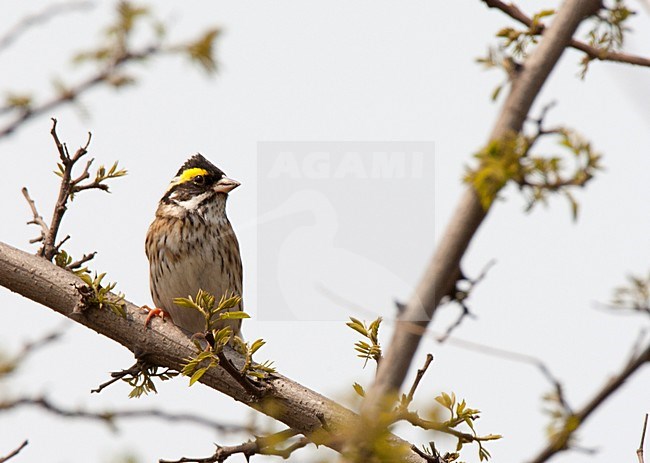 Geelbrauwgors; Yellow-browed Bunting stock-image by Agami/Roy de Haas,