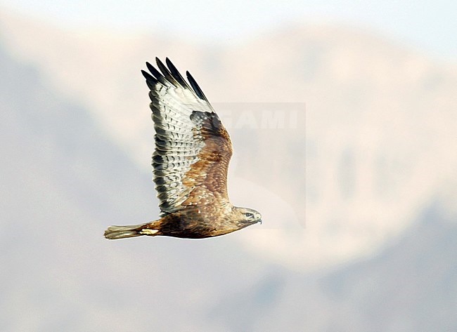 Migrating rufous morph Long-legged Buzzard (Buteo rufinus rufinus) in Eilat mountains in Israel. Showing under wing pattern. stock-image by Agami/Dick Forsman,