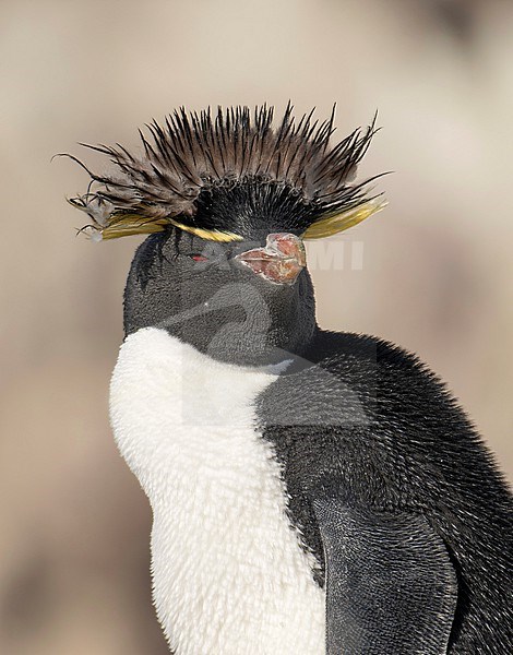Portrait of a Southern Rockhopper Penguin (Eudyptes chrysocome) with moulding plumage on the top of its head, Isla Pingüino, Argentina, South-America. stock-image by Agami/Steve Sánchez,