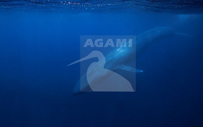 Blue Whale (Balaenoptera musculus ssp brevicauda) diving down from the surface. stock-image by Agami/Lennart Verheuvel,