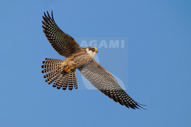 Immature Red-footed Falcon, Falco vespertinus, in Slovenia. stock-image by Agami/Daniele Occhiato,