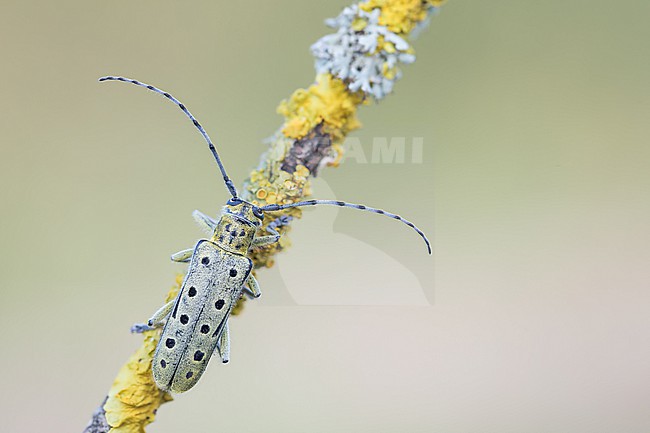 Saperda perforata - Gefleckter Pappelbock, Germany (Baden-Württemberg), imago, female stock-image by Agami/Ralph Martin,