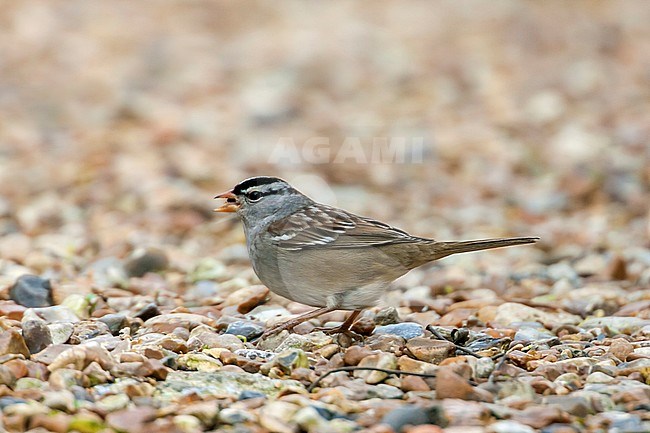 Vagrant adult White-crowned Sparrow (Zoonotrichia leucophrys), perched on the ground. Cley-next-the-Sea, Norfolk, UK during winter of 2008. stock-image by Agami/Rafael Armada,
