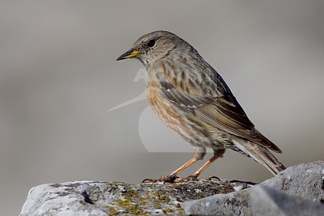 Alpine Accentor perched on rock; Alpenheggemus zittend op rots stock-image by Agami/Daniele Occhiato,