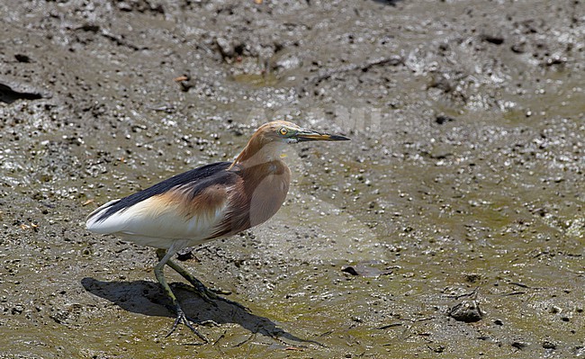 Javan Pond Heron (Ardeola speciosa) standing in ground at Petchaburi, Thailand stock-image by Agami/Helge Sorensen,