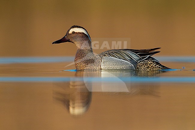 Garganey; Anas querquedula stock-image by Agami/Daniele Occhiato,