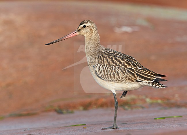 Juveniele Rosse Grutto op rotskust; Juvenile Bar-tailed Godwit on the shore stock-image by Agami/Markus Varesvuo,